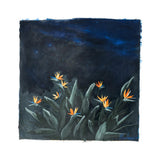 PEDRO PERDOMO - AVES NOCTURNAS 2026