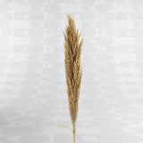 Pampa decorativa naturale 125 cm