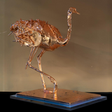 ANGELO ACCARDI - SMALLEST OSTRICH 2023